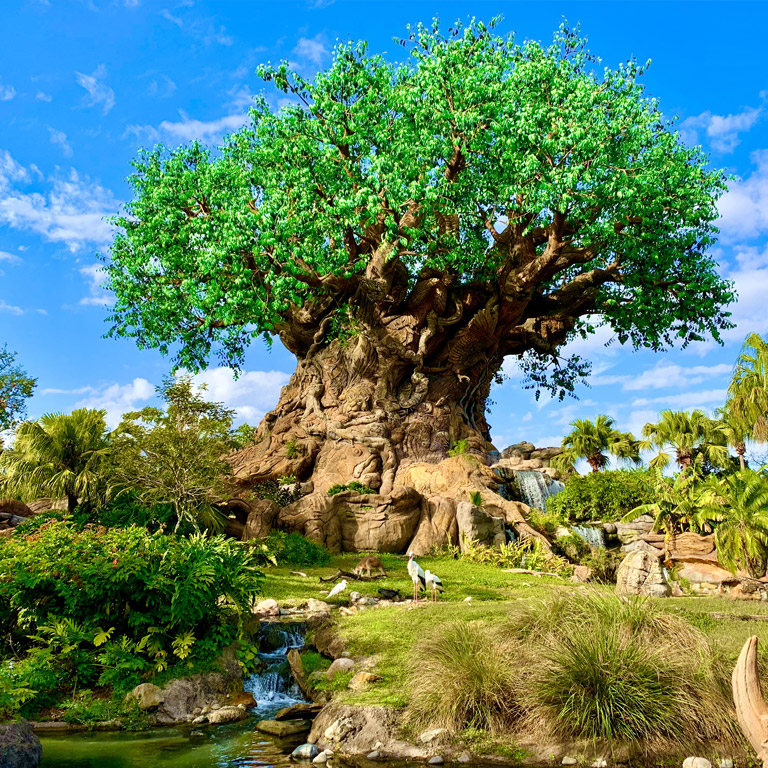 animal kingdom